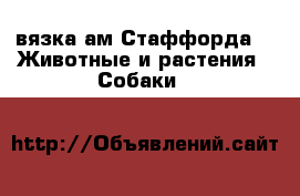вязка ам Стаффорда -  Животные и растения » Собаки   